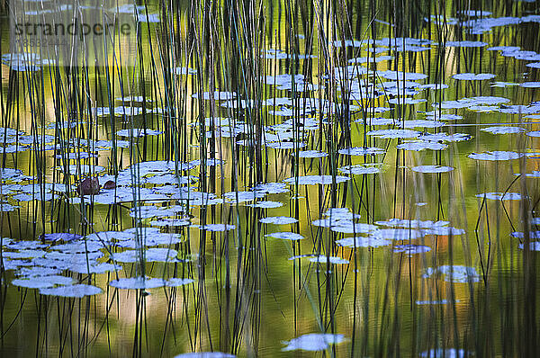 Reflektionen von Laub und hohen Gräsern in einem Feuchtgebiet im Tarn  Acadian National Park; Maine  Vereinigte Staaten von Amerika