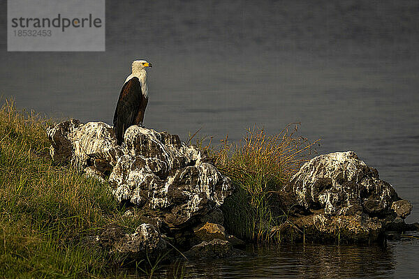 Afrikanischer Fischadler (Haliaeetus vocifer) auf einem Felsen am Fluss im Chobe National Park; Chobe  Botswana