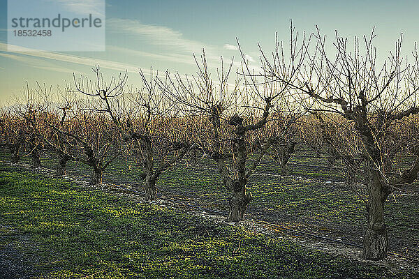 Blick auf kahle Obstbäume auf einer Plantage im Winter bei Sonnenuntergang; Benissanet  Tarragona  Spanien