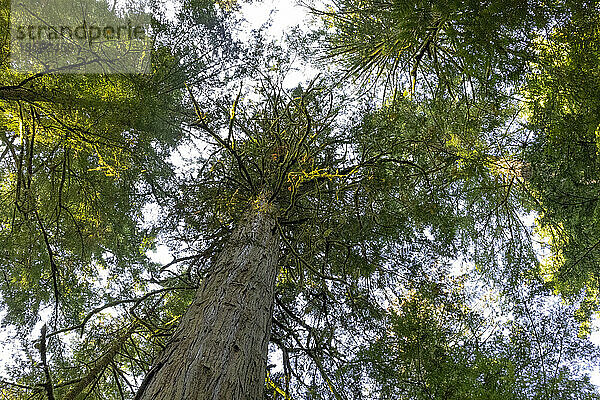 Hohe Bäume in einem alten Wald namens Cathedral Grove im MacMillan Provincial Park auf Vancouver Island  BC  Kanada; Vancouver Island  British Columbia  Kanada