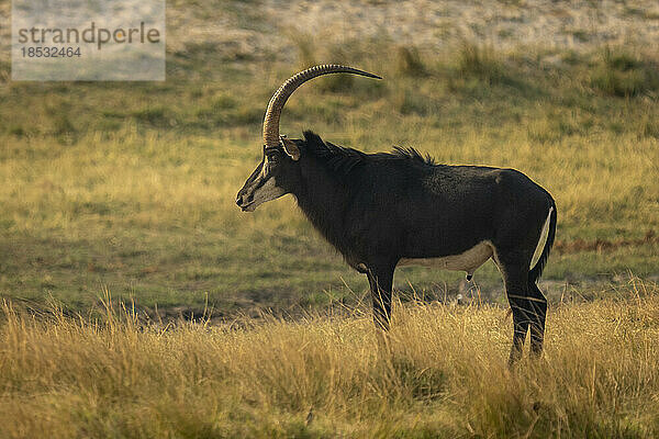 Männliche Rappenantilope (Hippotragus niger) im Profil im Chobe-Nationalpark; Chobe  Botsuana