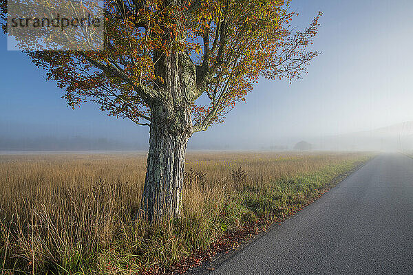 Zuckerahorn (Acer saccharum) entlang einer Landstraße an einem nebligen Herbstmorgen in Canaan Valley  West Virginia  USA; Davis  West Virginia  Vereinigte Staaten von Amerika