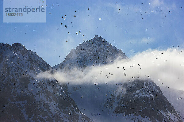 Vögel fliegen in den Wolken  die die Berggipfel umhüllen; Spitzbergen  Svalbard Archipelago  Norwegen