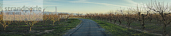 Blick auf eine Landstraße durch eine Obstbaumplantage im Winter bei Sonnenuntergang; Benissanet  Tarragona  Spanien