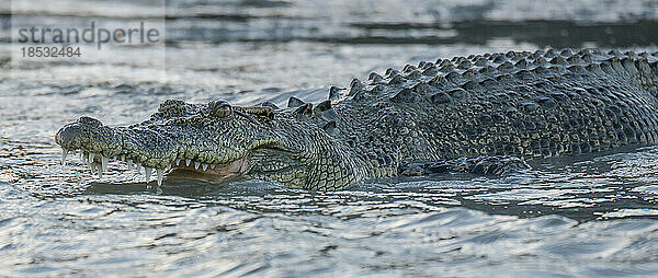 Salzwasserkrokodil (Crocodylus porosus) mit Zähnen im Hunter River  Westaustralien; Kimberley-Region  Australien