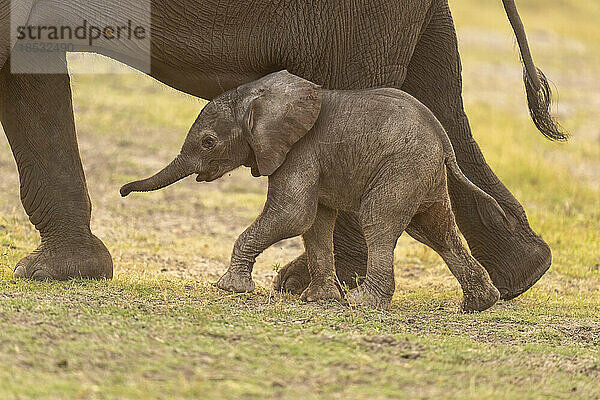 Baby Afrikanischer Buschelefant (Loxodonta Africana) neben seiner Mutter; Chobe  Botswana
