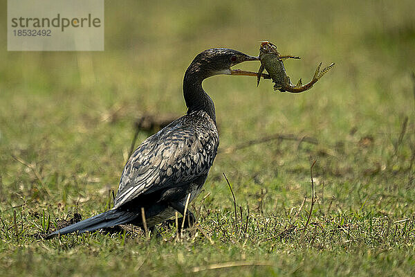 Schilfkormoran (Microcarbo africanus) trägt Fisch im Schnabel im Chobe-Nationalpark; Chobe  Botswana