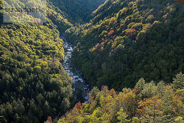 Herbstlaub im Blackwater Falls State Park  West Virginia  USA; Davis  West Virginia  Vereinigte Staaten von Amerika