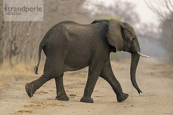 Afrikanischer Buschelefant (Loxodonta africana) läuft über eine sandige Piste im Chobe-Nationalpark; Chobe  Botswana