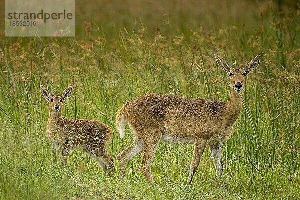 Porträt eines jungen Schilfbocks und seiner Mutter (Redunca sp.) im Grasland; Okavango-Delta  Botswana