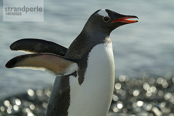 Nahaufnahme eines Eselspinguins (Pygoscelis papua)  der mit den Flügeln schlägt; Antarktische Halbinsel  Antarktis