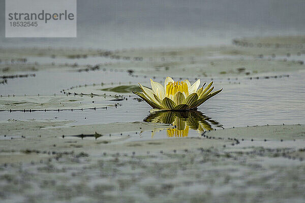 Seerose (Nymphaeaceae) während der Regenzeit; Okavango-Delta  Botsuana