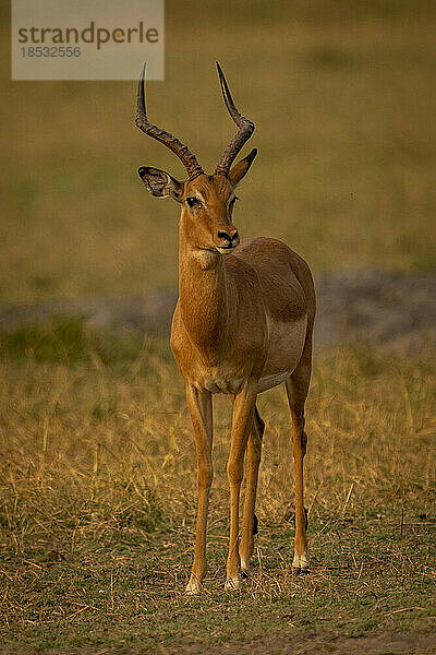 Männliches Impala (Aepyceros melampus) steht und starrt in die Kamera im Chobe-Nationalpark; Chobe  Botswana