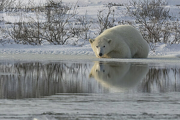 Eisbär (Ursus maritimus) beim Ausruhen an den Ufern der Hudson Bay; Manitoba  Kanada
