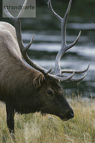 Porträt eines amerikanischen Elchs (Cervus canadensis) oder Wapiti im Yellowstone National Park; Vereinigte Staaten von Amerika