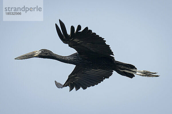 Afrikanischer Gabelschwanz (Anastomus lamelligerus) fliegt durch einen perfekt blauen Himmel im Chobe-Nationalpark; Chobe  Botswana