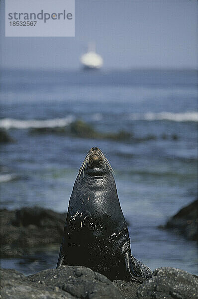 Kalifornischer Seelöwe (Zalophus californianus)  der sich am Ufer ausruht und in den Himmel schaut; Insel Fernandina  Galapagosinseln  Eduador