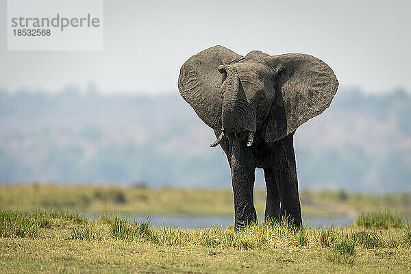 Afrikanischer Elefant (Loxodonta africana) steht am Flussufer und hebt den Rüssel  Chobe National Park; Chobe  Botswana