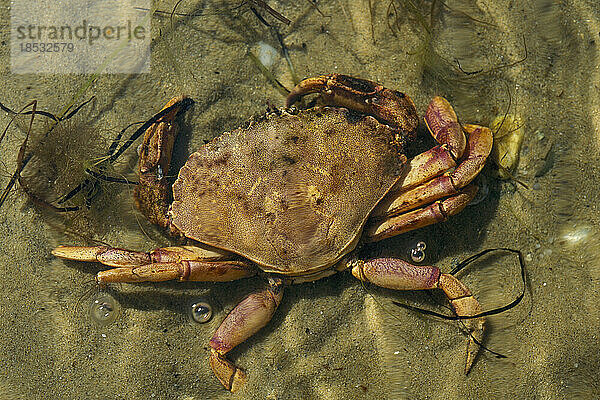 Krabbe ruht auf dem sandigen Boden in klarem  flachem Wasser entlang der Great Island  Cape Cod  Massachusetts  USA; Cape Cod  Massachusetts  Vereinigte Staaten von Amerika