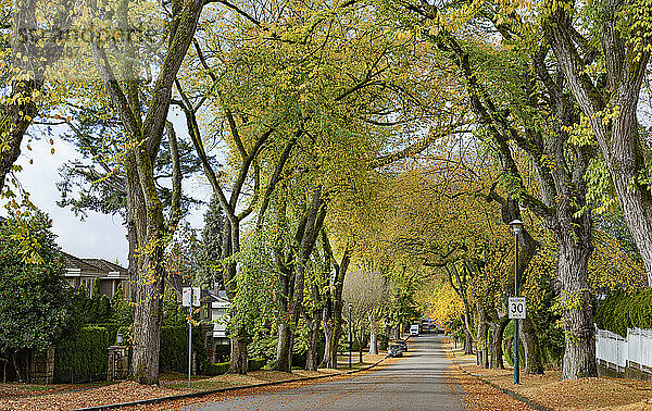 Wohnstraße mit sich im Herbst verfärbenden Blättern; Vancouver  British Columbia  Kanada