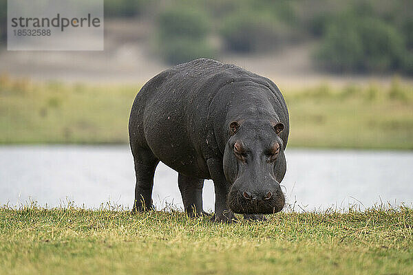 Flusspferd (Hippopotamus amphibius) steht am grasbewachsenen Flussufer und schaut in die Kamera im Chobe-Nationalpark; Chobe  Botwana