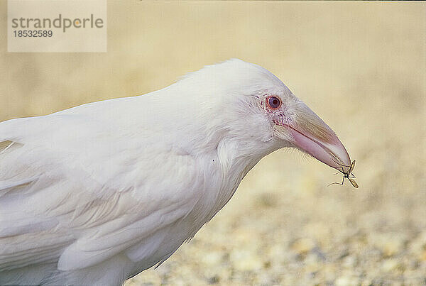 Porträt eines Albino-Raben mit einem Insekt im Schnabel; Port Clements  Queen Charlotte Islands  British Columbia  Kanada