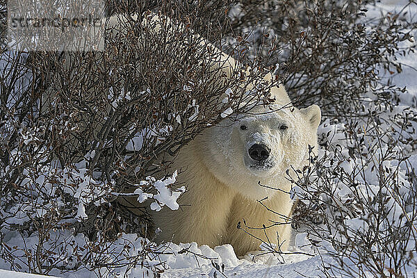 Porträt eines Eisbären (Ursus maritimus)  der im Schnee sitzt und hinter einem Strauch an den Ufern der Hudson Bay in die Kamera schaut; Churchill  Manitoba  Kanada