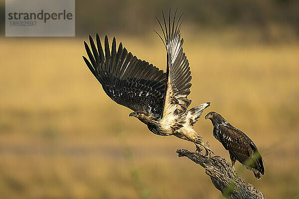 Junger afrikanischer Fischadler (Haliaeetus vocifer) fliegt von einem Ast im Chobe-Nationalpark; Chobe  Botswana