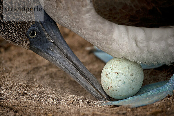 Das Ei des Galapagos-Blaufußtölpels (Sula nebouxii excisa) geschützt zwischen seinen blauen Füßen; Insel Espanola  Galapagos-Inseln  Ecuador