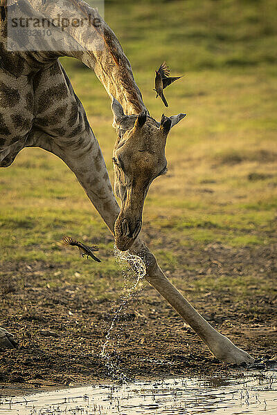 Nahaufnahme einer weiblichen Südlichen Giraffe (Giraffa giraffa angolensis)  die Wasser trinkt  während Vögel um ihren Kopf herumfliegen  im Chobe-Nationalpark; Chobe  Botswana