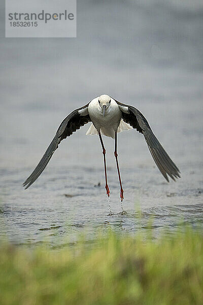 Schwarzflügel-Stelzenläufer (Himantopus himantopus) fliegt aus dem seichten Wasser des Chobe-Nationalparks auf die Kamera zu; Chobe  Botsuana