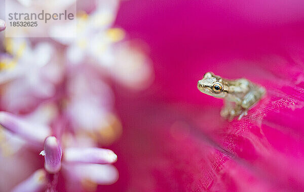 Winziger Glasfrosch (Centrolenidae sp.) auf einer Blüte von Cordyline terminalis Kunth sitzend; Costa Rica