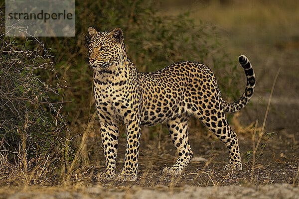 Männlicher Leopard (Panthera pardus) steht in der Nähe von Büschen und hebt den Kopf im Chobe National Park; Chobe  Botswana