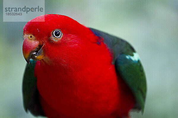 Nahaufnahme eines weiblichen Eclectus-Papageis (Eclectus roratus); Australien