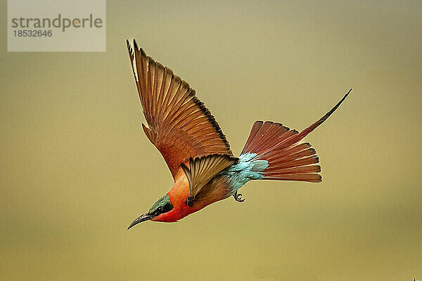 Südlicher Karminbienenfresser (Merops nubicoides) fliegt auf Gras im Chobe-Nationalpark; Chobe  Botsuana