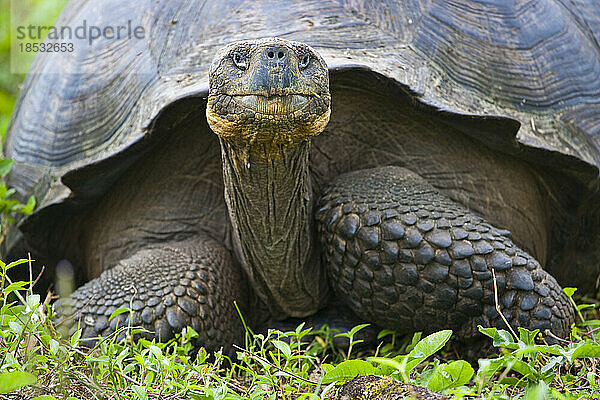 Porträt einer Riesenschildkröte (Chelonoidis niger); Santa Cruz Island  Galapagos-Inseln  Ecuador