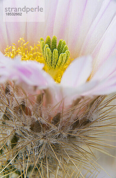 Nahaufnahme einer Kaktusblüte; Baja California  Mexiko