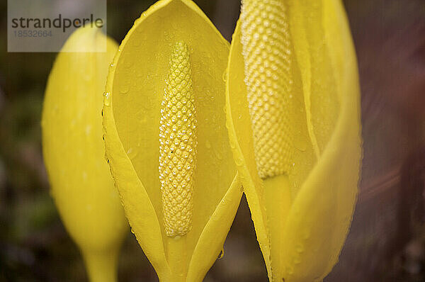 Stinkkohlblüten (Lysichiton americanus); Inside Passage  British Columbia  Kanada