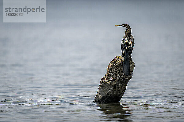 Afrikanische Schlangenhalsvogel (Anhinga rufa) im Fluss auf einem abgestorbenen Baumstumpf  Chobe National Park; Chobe  Botswana