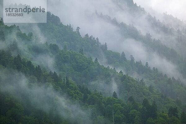 Nebel steigt von immergrünen Bäumen an einem bewaldeten Berghang in den Appalachen bei Newfound Gap im Great Smoky Mountains National Park  Tennessee  USA; Tennessee  Vereinigte Staaten von Amerika