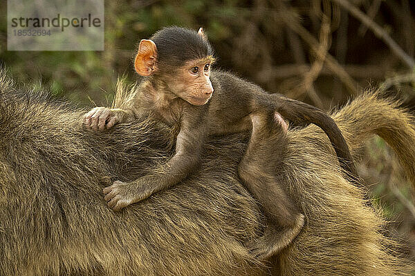 Chacma-Pavianbaby (Papio ursinus) auf dem Rücken der Mutter im Chobe-Nationalpark; Botsuana