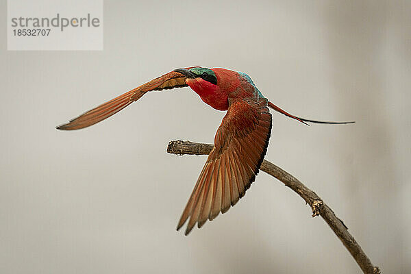 Südlicher Karminbienenfresser (Merops nubicoides) beim Abflug von einem Ast im Chobe-Nationalpark; Chobe  Botsuana