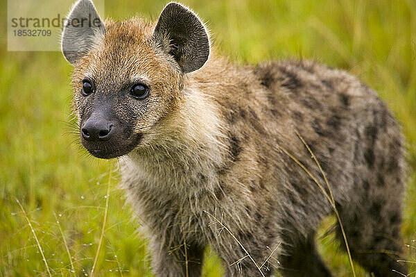 Porträt einer jungen Hyäne; Masai Mara  Kenia