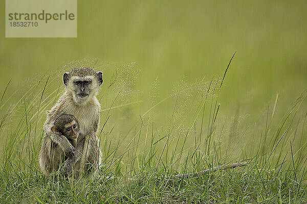 Weiblicher Grüne Meerkatze (Chlorocebus pygerythrus) mit Jungtieren während der Regenzeit; Okavango-Delta  Botswana