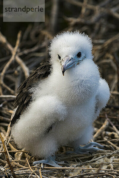 Porträt eines Fregattvogel-Kükens (Fregata minor) auf der Insel North Seymour; Galapagos-Inseln  Ecuador