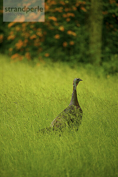 Wilder Truthahn (Meleagris gallopavo) auf einer Lichtung im Great Smoky Mountains National Park  Tennessee  USA; Tennessee  Vereinigte Staaten von Amerika