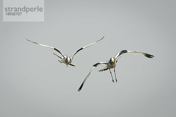 Zwei Weißscheitelkiebitze (Vanellus albiceps) fliegen gegen den blauen Himmel im Chobe-Nationalpark; Chobe  Botsuana