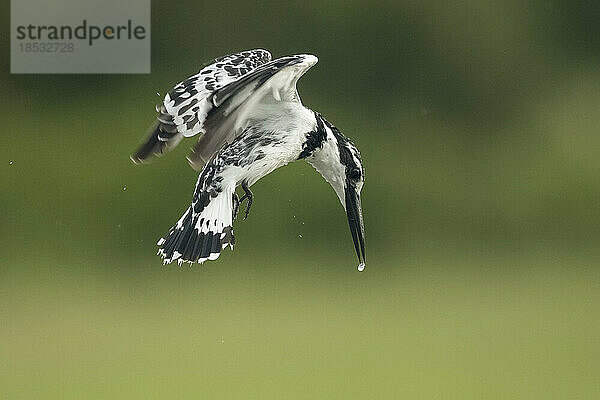 Graufischer (Ceryle rudis) schwebt mit einem Wassertropfen auf dem Schnabel; Okavango-Delta  Botswana