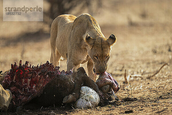 Löwin (Panthera leo) kaut an den Innereien eines Büffelkörpers im Chobe-Nationalpark; Chobe  Botsuana