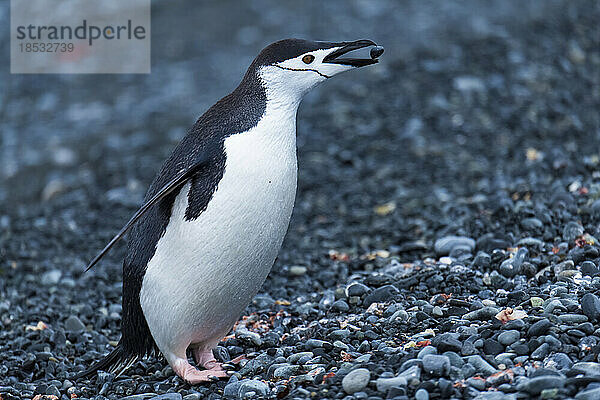 Zügelpinguin (Pygoscelis antarcticus) wirft einen Kieselstein aus seinem Maul; Halbmondinsel  Antarktis